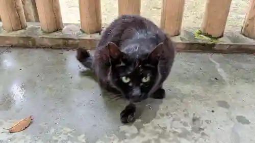 玉野御嶽神社の動物