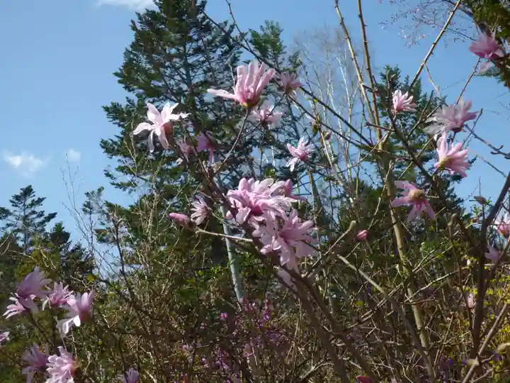 留辺蘂神社の自然