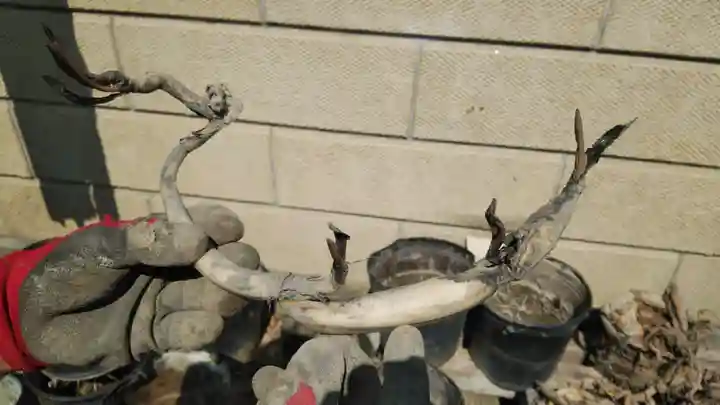 浄土宗 光明山 大蓮寺(照曜会館)の自然