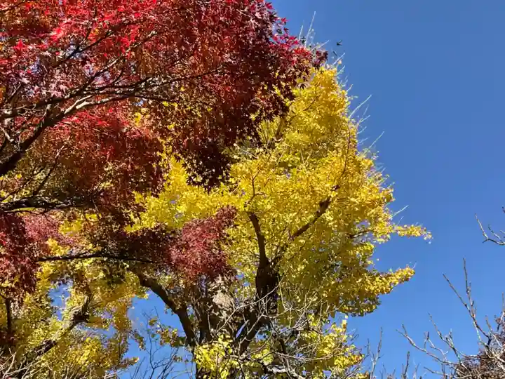 長壽寺(長寿寺)の自然