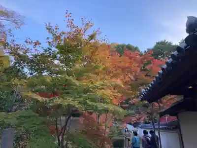 井山 宝福寺の自然