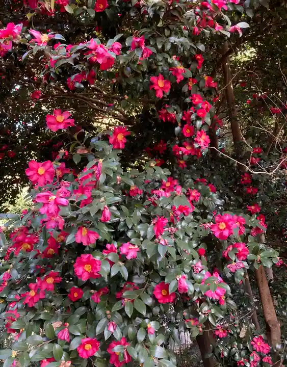 新倉氷川八幡神社(埼玉県)