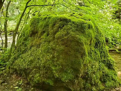 達沢不動滝の自然