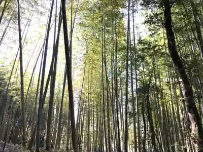 皇産靈神社の自然