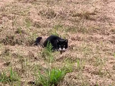白山神社の動物