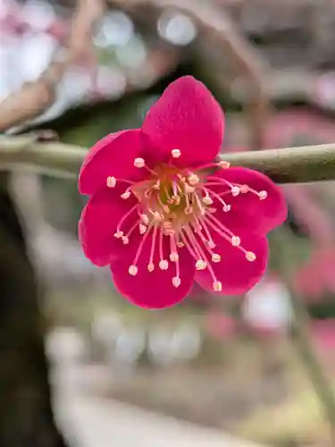 布多天神社(東京都)