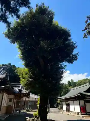 御上神社の自然
