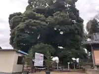 九重神社の自然