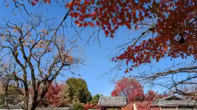 神光院(京都府)