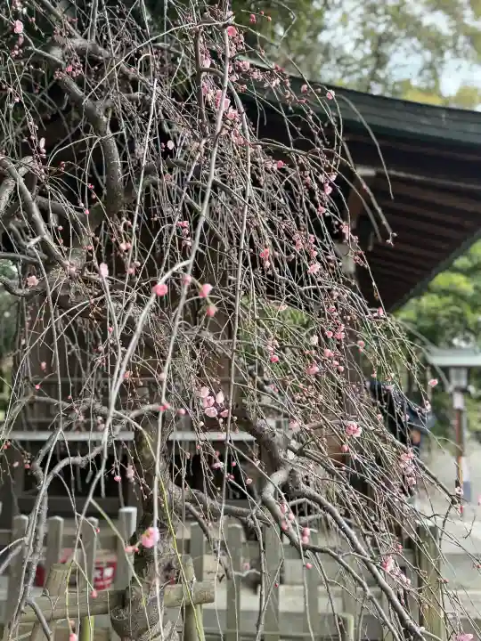 武蔵一宮氷川神社の{uncategorized: "未分類", other: "その他", undefined: "問題あり", building: "その他建物", grave: "お墓", sacred_gate: "鳥居", guardian: "狛犬", statue: "像", buddha: "仏像", history: "歴史", nature: "自然", garden: "庭園", animal: "動物", pagoda: "塔", temizu: "手水舎", mountain_gate: "山門・神門", sanctuary: "本殿・本堂", subordinate: "末社・摂社", art: "芸術", scenery: "景色", jizo: "地蔵", ema: "絵馬", goshuin: "御朱印", omikuji: "おみくじ", items: "授与品その他", amulet: "お守り", goshuincho: "御朱印帳", eats: "食事", festival: "お祭り", votive_dance: "神楽", shichigosan: "七五三参", wedding: "結婚式", experience: "体験その他", initially: "初詣", around: "周辺", anti_infection: "感染症対策"}