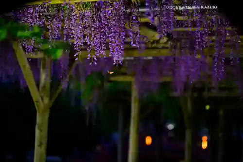 亀戸天神社(東京都)