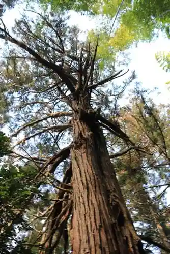 日枝神社の自然