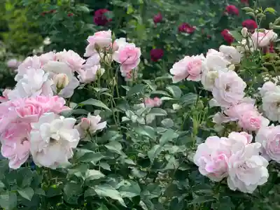 曽我浅間神社の自然