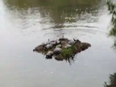 三渓園天満宮の動物