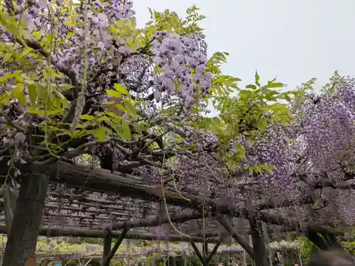亀戸天神社(東京都)