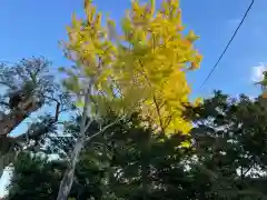 櫻井子安神社の自然