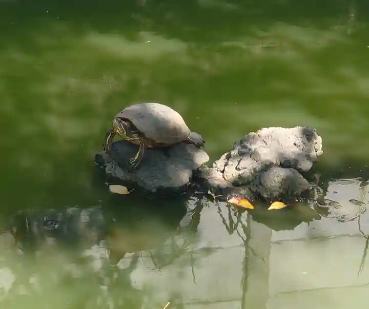 磐井神社(東京都)
