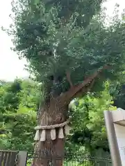 東郷神社の自然