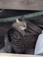 白幡八幡神社(神奈川県)