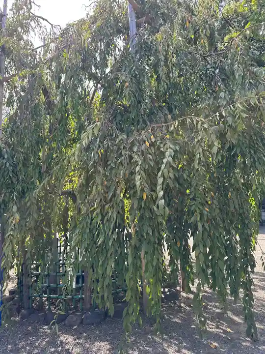 大國魂神社(東京都)