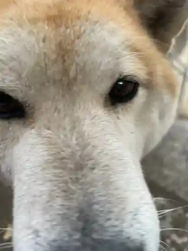 笠䅣稲荷神社(神奈川県)
