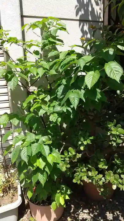 蔵前神社(東京都)