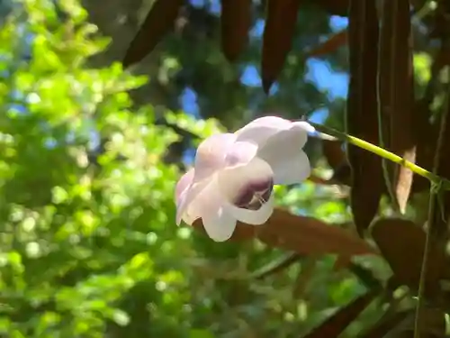 高尾山薬王院の自然