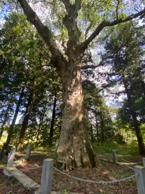 三嶽神社の自然