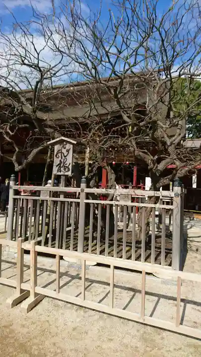 太宰府天満宮の自然