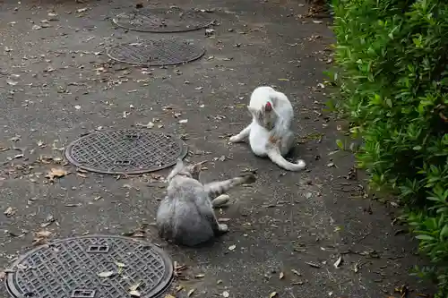 唐澤山神社の動物
