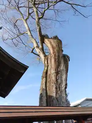 橘神社(埼玉県)