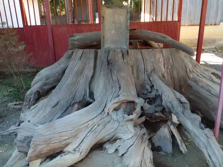 八坂神社の自然