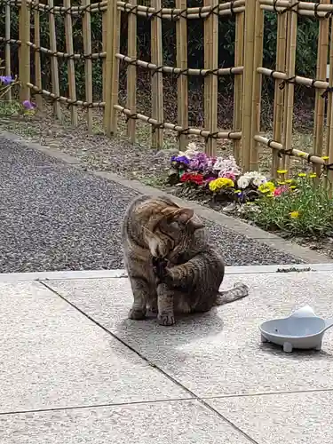 白金氷川神社の動物
