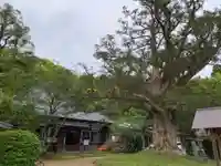 新善光寺(千葉県)