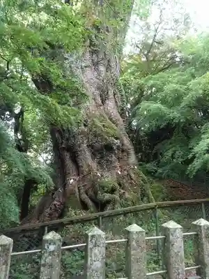 柞原八幡宮の自然