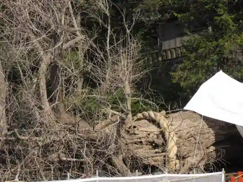 鶴岡八幡宮の自然