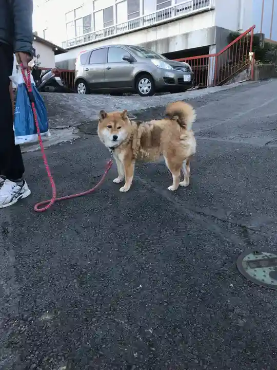 伊豆山神社の動物