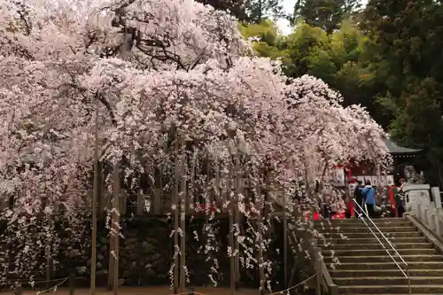小川諏訪神社の自然