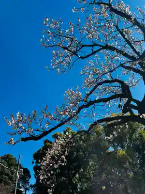 芝東照宮の{uncategorized: "未分類", other: "その他", undefined: "問題あり", building: "その他建物", grave: "お墓", sacred_gate: "鳥居", guardian: "狛犬", statue: "像", buddha: "仏像", history: "歴史", nature: "自然", garden: "庭園", animal: "動物", pagoda: "塔", temizu: "手水舎", mountain_gate: "山門・神門", sanctuary: "本殿・本堂", subordinate: "末社・摂社", art: "芸術", scenery: "景色", jizo: "地蔵", ema: "絵馬", goshuin: "御朱印", omikuji: "おみくじ", items: "授与品その他", amulet: "お守り", goshuincho: "御朱印帳", eats: "食事", festival: "お祭り", votive_dance: "神楽", shichigosan: "七五三参", wedding: "結婚式", experience: "体験その他", initially: "初詣", around: "周辺", anti_infection: "感染症対策"}