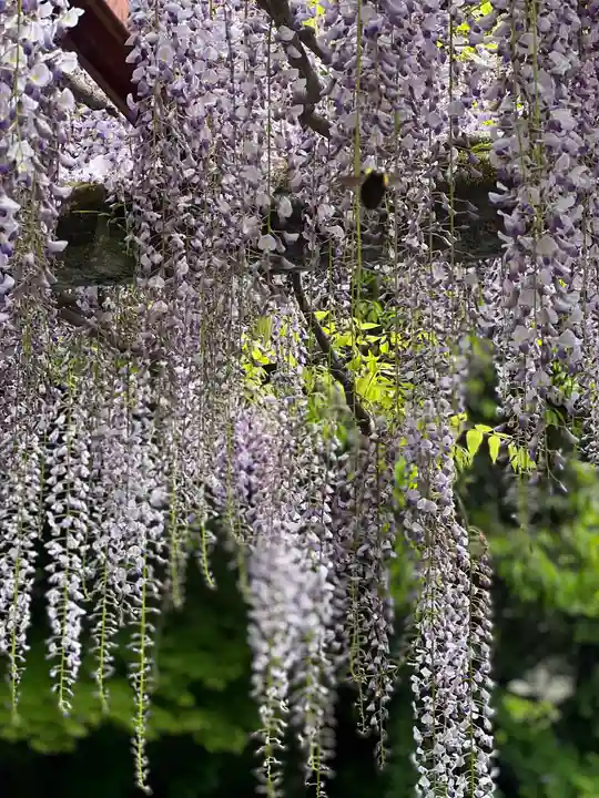 富士山本宮浅間大社(静岡県)