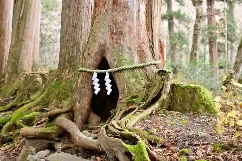 戸隠神社奥社の自然