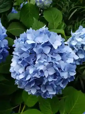 阿佐ヶ谷神明宮(東京都)