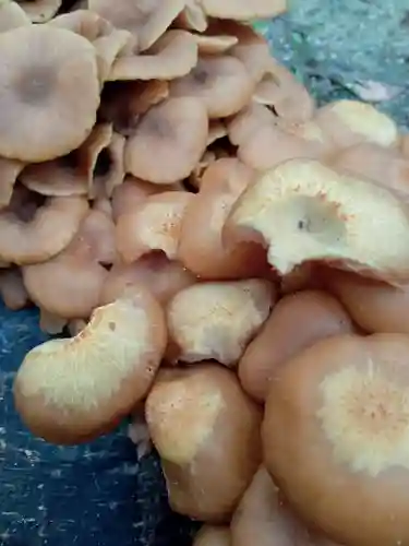 阿邪訶根神社の自然