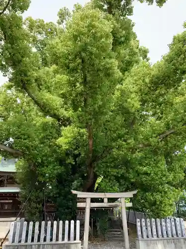 金岡神社の自然