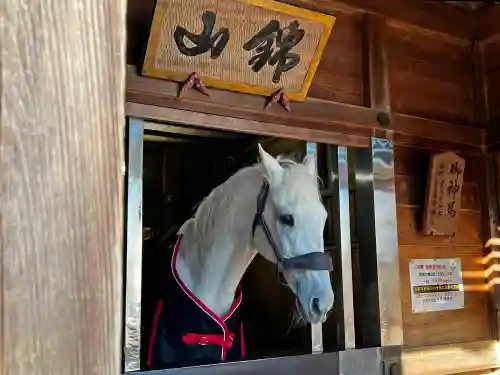 多度大社の動物
