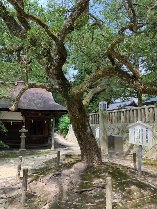 大山祇神社の自然