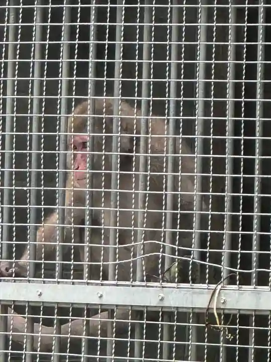 日吉大社(滋賀県)