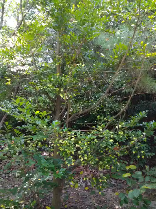 木華佐久耶比咩神社の自然