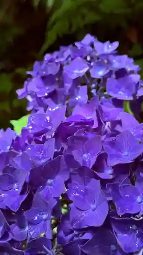 柳谷観音　楊谷寺(京都府)