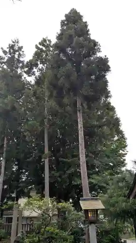 大木白山社の自然